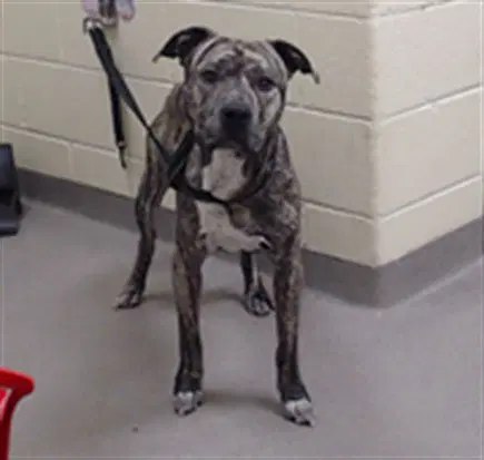 Zeus - Pit Bull Terrier