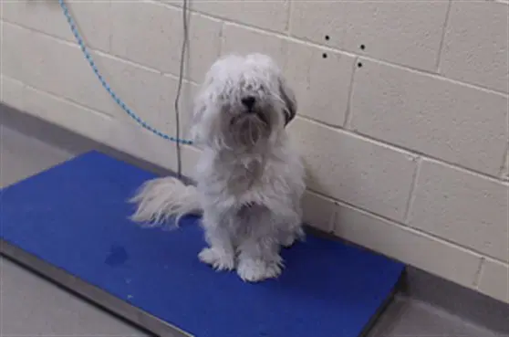 Rocko - Maltese