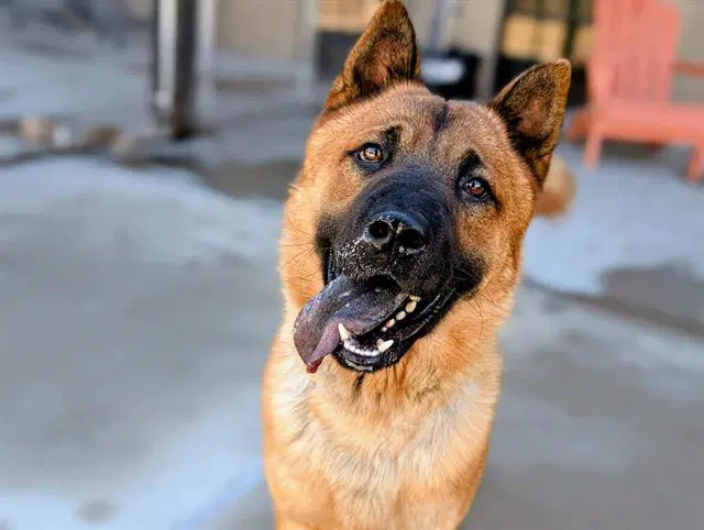 Marco Polo - Chow Chow