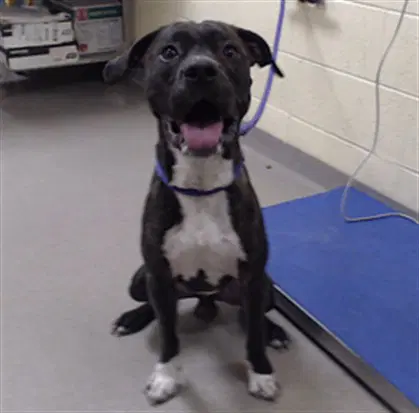 Indo - Pit Bull Terrier