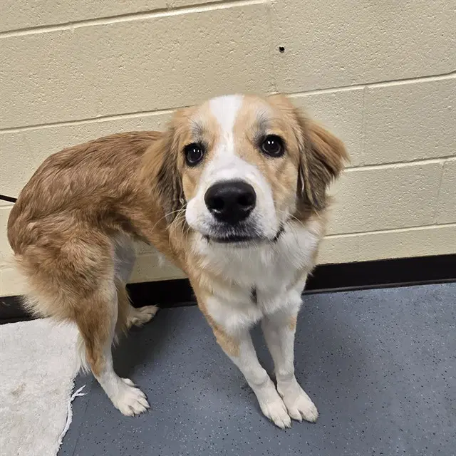 Osa - Australian Shepherd