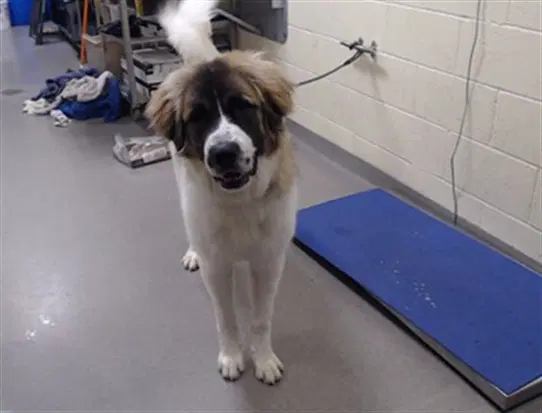 Berza - Saint Bernard