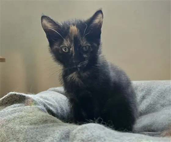 Tsuneko - Domestic Short Hair