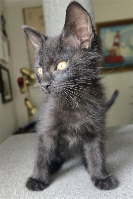 Ebbi