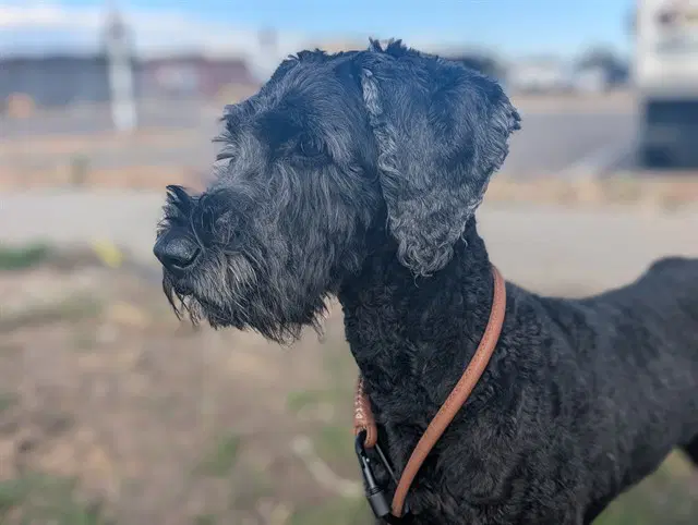 Solagne - Schnauzer