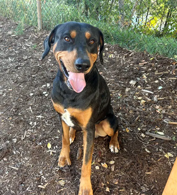 Sebastian - Rottweiler