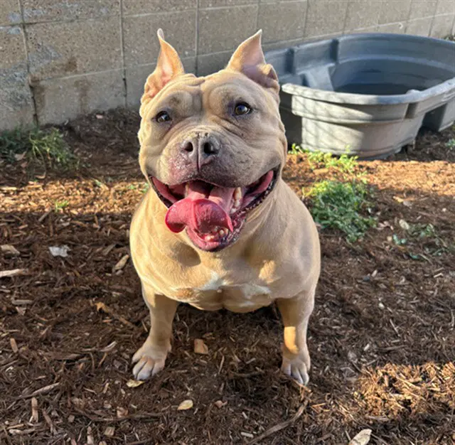 Lucy - American Pit Bull Terrier