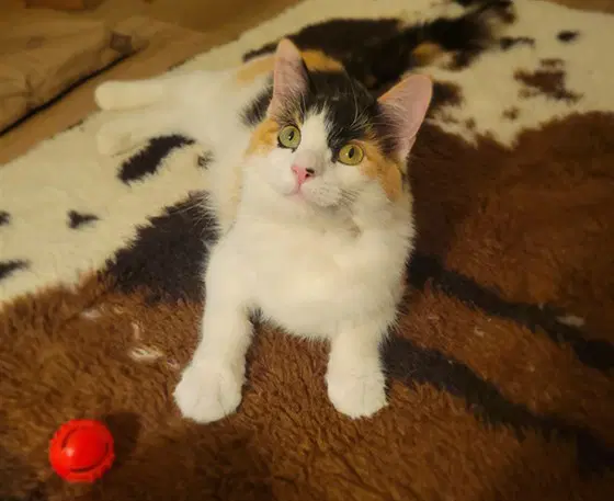 Confetti - Domestic Medium Hair