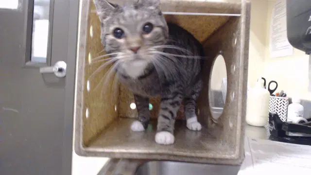 Otis - Domestic Short Hair
