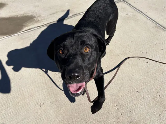 Dracula - Labrador Retriever