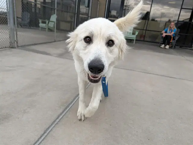 Pixie - Great Pyrenees