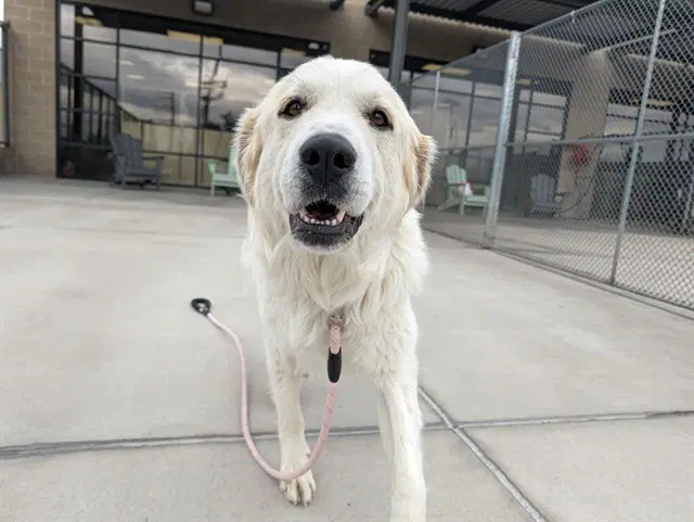 Fairy Queen - Great Pyrenees