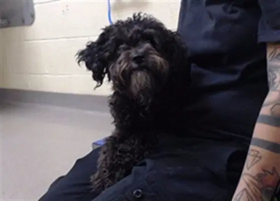 Terry - Poodle (Miniature)