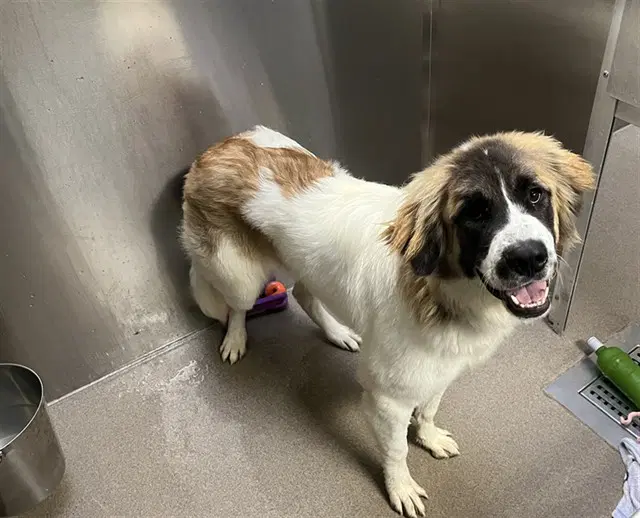 Berza - Saint Bernard