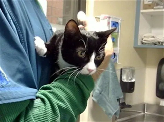 Goose - Domestic Short Hair