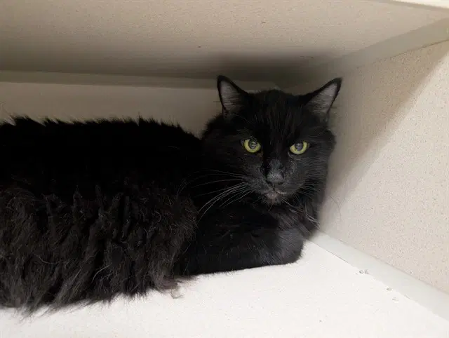 Frank - Domestic Medium Hair