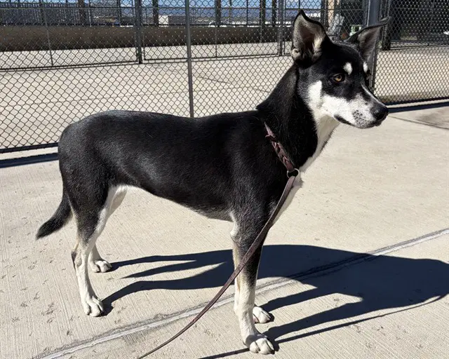 Bri - Siberian Husky