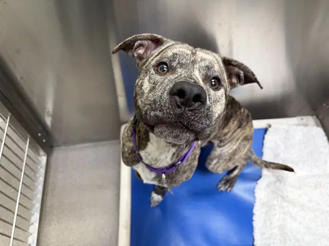 Zeus - Pit Bull Terrier