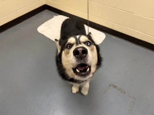 Kylo - Siberian Husky