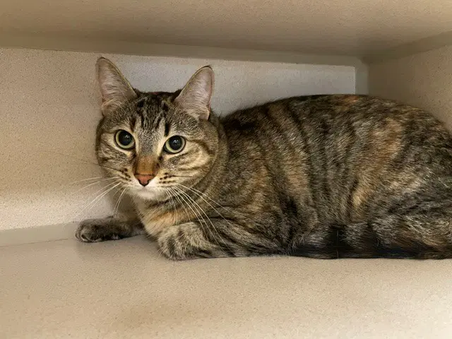 Shuri - Domestic Short Hair