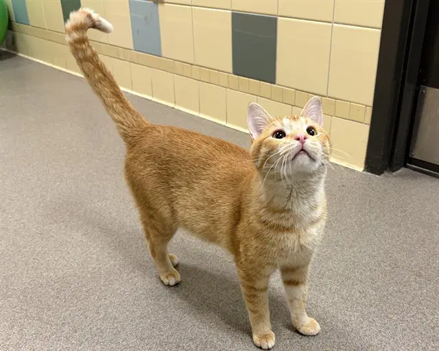 Galleta - Domestic Short Hair