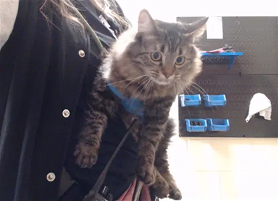 Ravioli - Domestic Short Hair