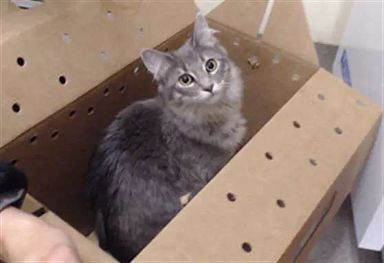Nala - Domestic Short Hair