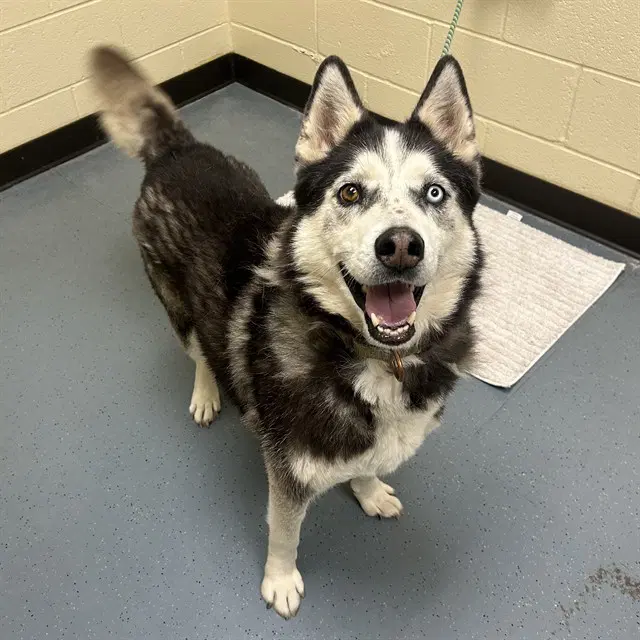 Kodiak - Siberian Husky