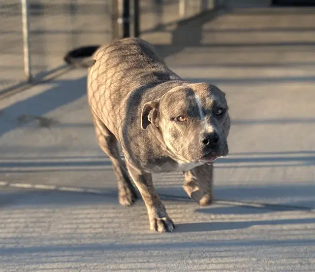 Hulk - American Staffordshire Terrier