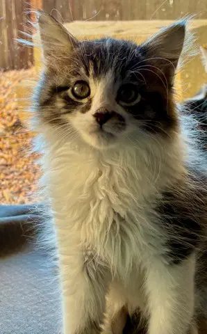 Cat Blanchet - Domestic Medium Hair