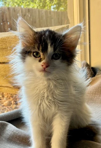 Cat O'hara