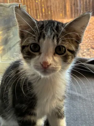 Cat Winslet - Domestic Medium Hair