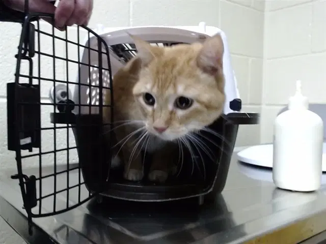Jasmine - Domestic Short Hair