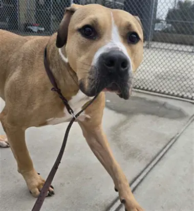 Xino - American Staffordshire Terrier