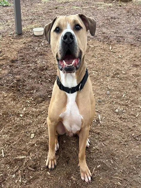 Xino - American Staffordshire Terrier