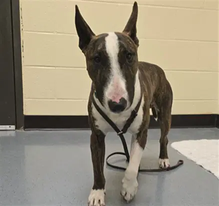 Goblin - Bull Terrier