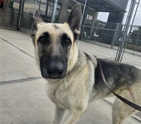 Riley - German Shepherd Dog