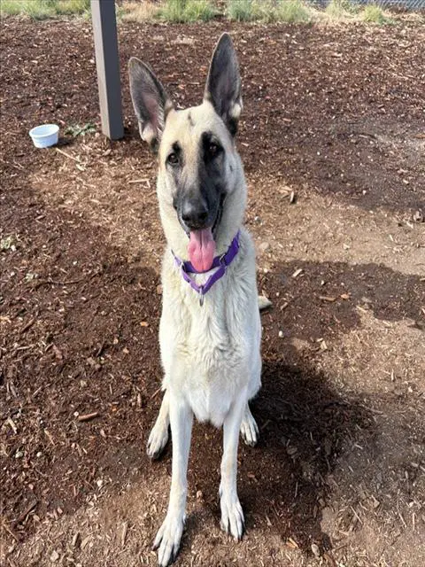 Riley - German Shepherd Dog