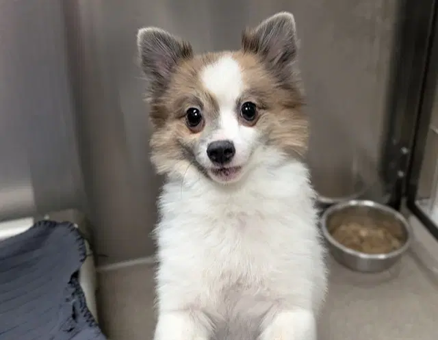 Monte - Pomeranian