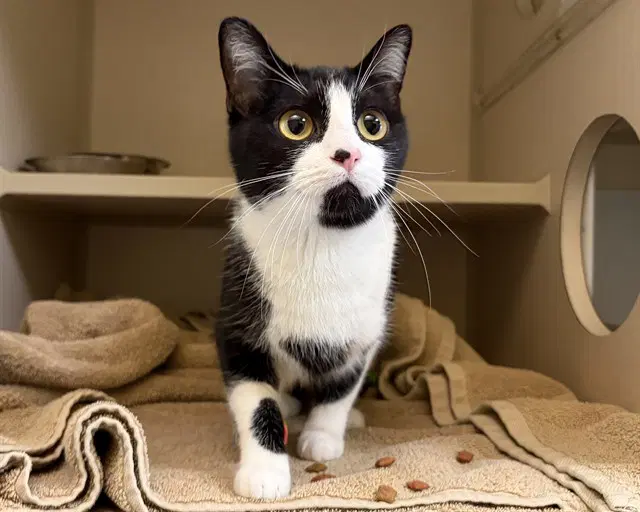 Harley Quinn - Domestic Short Hair