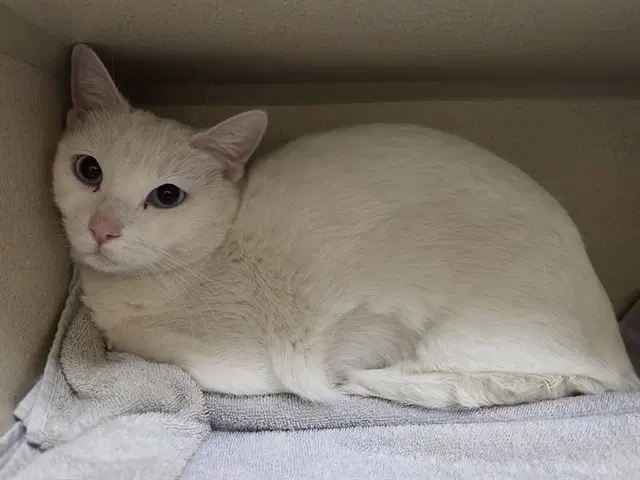 Mia - Domestic Short Hair