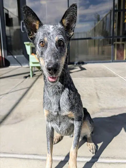 Nessie - Australian Cattle Dog/Blue Heeler
