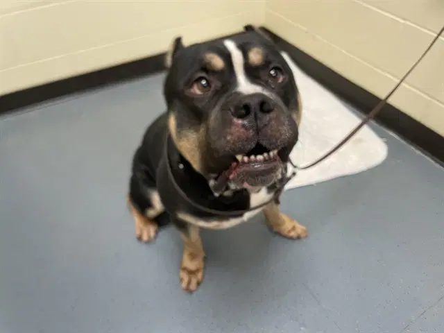 Sosa - Mastiff