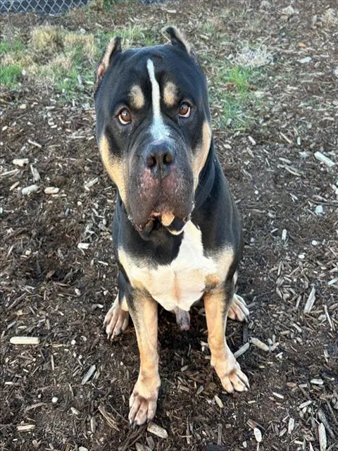 Sosa - Mastiff