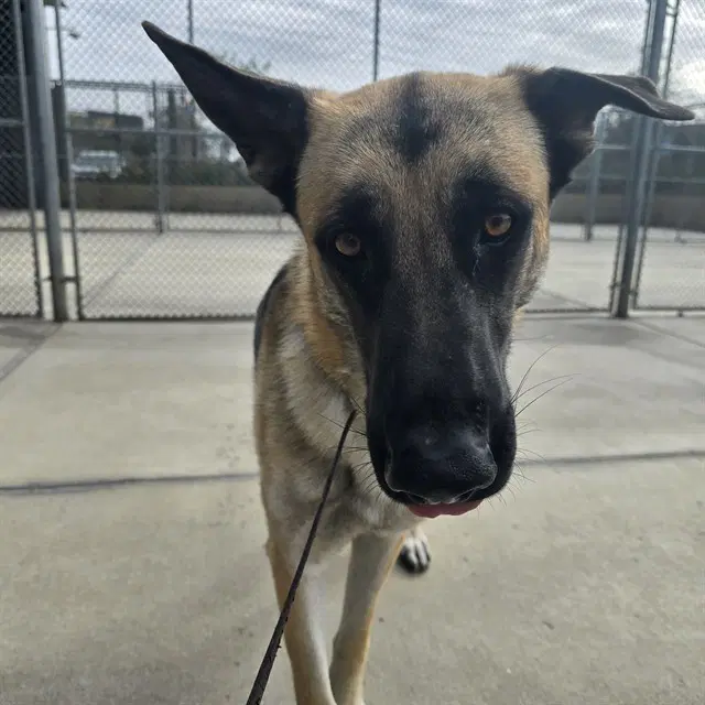 Titus - German Shepherd Dog