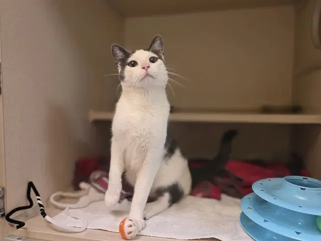 Cobweb - Domestic Short Hair