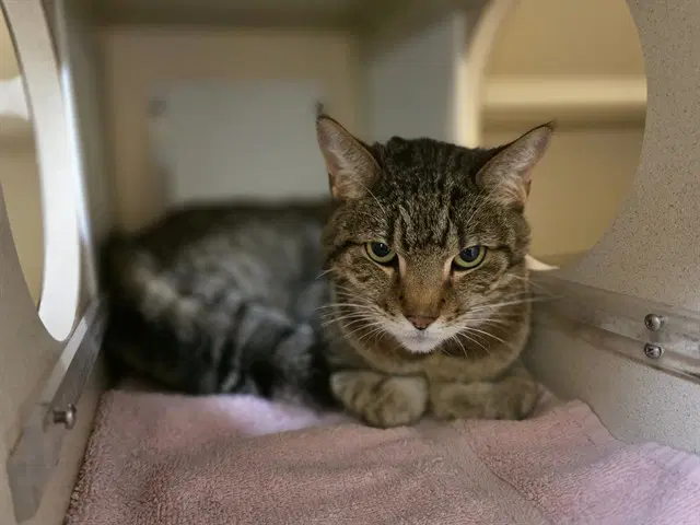 Hank - Domestic Short Hair