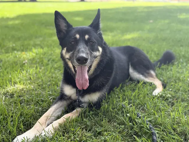 Mika - German Shepherd Dog