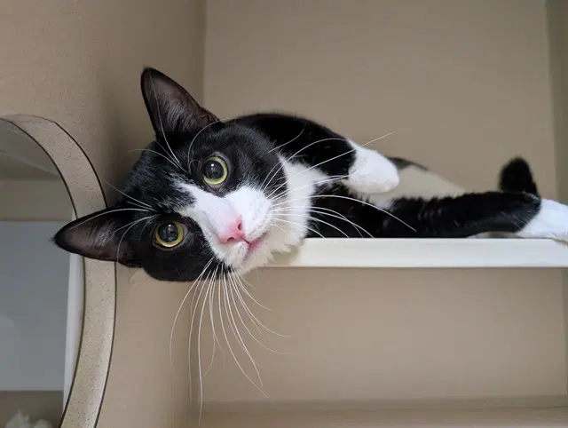 Sammy - Domestic Short Hair