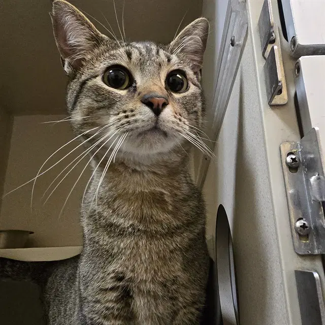Ash - Domestic Short Hair